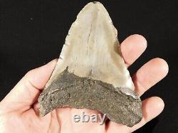 BIG! 100% Natural FOUR Million Year Old! MEGALODON Shark Tooth Fossil 223gr