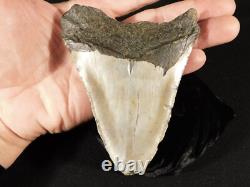 BIG! 100% Natural FOUR Million Year Old! MEGALODON Shark Tooth Fossil 223gr