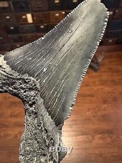 BIG 3.8 Angustidens Shark Tooth South Carolina Fossil Megalodon Era S. C