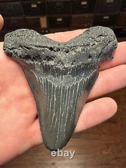BIG 3.8 Angustidens Shark Tooth South Carolina Fossil Megalodon Era S. C