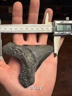 BIG 3.8 Angustidens Shark Tooth South Carolina Fossil Megalodon Era S. C