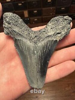 BIG 3.8 Angustidens Shark Tooth South Carolina Fossil Megalodon Era S. C
