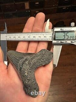BIG 3.8 Angustidens Shark Tooth South Carolina Fossil Megalodon Era S. C