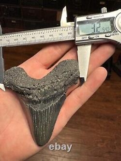 BIG 3.8 Angustidens Shark Tooth South Carolina Fossil Megalodon Era S. C