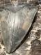 Big 4.74 Chubutensis Shark Tooth Natural Fossil Rare Megalodon Sc