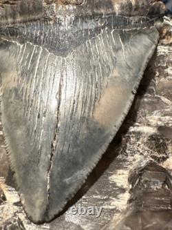 BIG 4.74 CHUBUTENSIS Shark Tooth NATURAL FOSSIL RARE MEGALODON SC