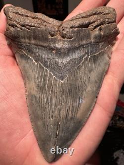 BIG 4.74 CHUBUTENSIS Shark Tooth NATURAL FOSSIL RARE MEGALODON SC