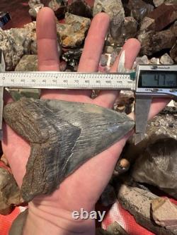 BIG 4.74 CHUBUTENSIS Shark Tooth NATURAL FOSSIL RARE MEGALODON SC