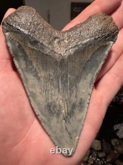 BIG 4.74 CHUBUTENSIS Shark Tooth NATURAL FOSSIL RARE MEGALODON SC