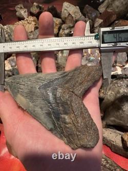 BIG 4.74 CHUBUTENSIS Shark Tooth NATURAL FOSSIL RARE MEGALODON SC