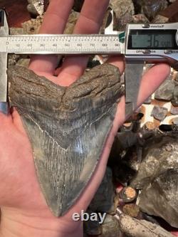 BIG 4.74 CHUBUTENSIS Shark Tooth NATURAL FOSSIL RARE MEGALODON SC