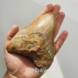 BIG MEGALODON Fossil Shark Tooth 5,11 INCH Miocene / AMAZING COLOR patterns