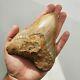 Big Megalodon Fossil Shark Tooth 5,11 Inch Miocene / Amazing Color Patterns