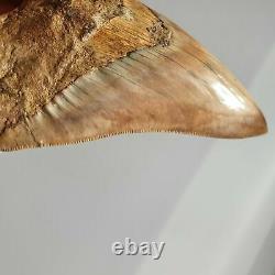 BIG MEGALODON Fossil Shark Tooth 5,11 INCH Miocene / AMAZING COLOR patterns