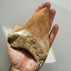 BIG MEGALODON Fossil Shark Tooth 5,11 INCH Miocene / AMAZING COLOR patterns