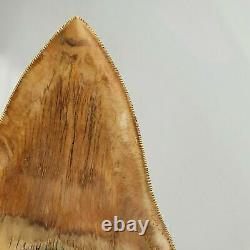 BIG MEGALODON Fossil Shark Tooth 5,11 INCH Miocene / AMAZING COLOR patterns