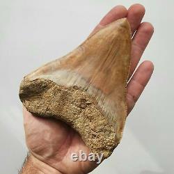 BIG MEGALODON Fossil Shark Tooth 5,11 INCH Miocene / AMAZING COLOR patterns