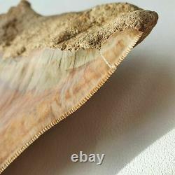 BIG MEGALODON Fossil Shark Tooth 5,11 INCH Miocene / AMAZING COLOR patterns