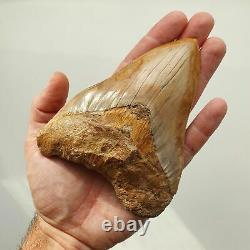 BIG MEGALODON Fossil Shark Tooth 5,11 INCH Miocene / AMAZING COLOR patterns