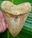 Big -megalodon Shark Tooth Real Fossil 5 & 3/4 Museum Grade Indonesian