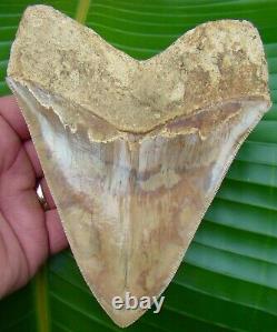 BIG -Megalodon Shark Tooth REAL FOSSIL 5 & 3/4 MUSEUM GRADE INDONESIAN