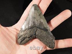 BIG! Nice and 100% Natural Carcharocles MEGALODON Shark Tooth Fossil 118gr