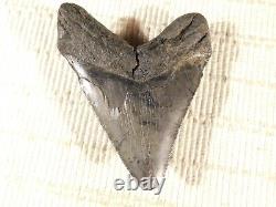 BIG! Nice and 100% Natural Carcharocles MEGALODON Shark Tooth Fossil 118gr