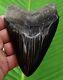 Black As Night Megalodon Shark Tooth 4 & 3/4 In. Real Fossil