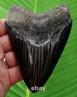 BLACK as NIGHT MEGALODON SHARK TOOTH 4 & 3/4 in. REAL FOSSIL