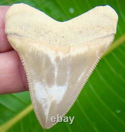 BONE VALLEY Megalodon Shark Tooth 2 & 1/4 in. FLORIDA REAL FOSSIL