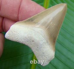BONE VALLEY Megalodon Shark Tooth 2 & 5/16 in. FLORIDA REAL FOSSIL