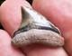 Baby Megalodon Shark Tooth Fossil Gainesville Florida