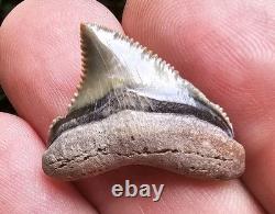 Baby Megalodon Shark Tooth Fossil Gainesville Florida