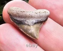 Baby Megalodon Shark Tooth Fossil Gainesville Florida