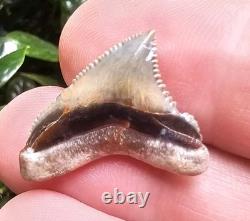 Baby Megalodon Shark Tooth Fossil Gainesville Florida