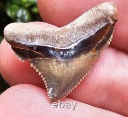 Baby Megalodon Shark Tooth Fossil Gainesville Florida
