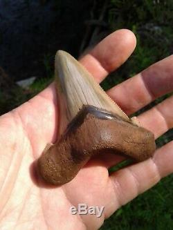 Beautiful 3 1/2 Inch Florida Auriculatus Shark Tooth Fossil Teeth not megalodon