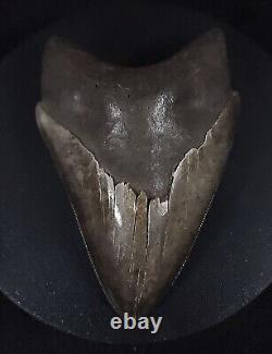 Beautiful, 4.45 Fossil Megalodon Tooth St. Mary's River