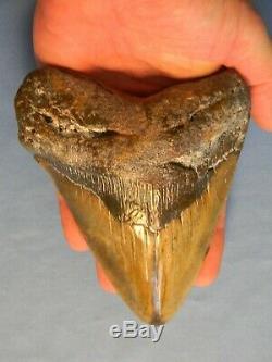 Beautiful 5 11/16 Inch Megalodon Shark Tooth Fossil