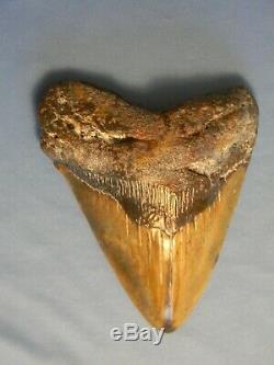 Beautiful 5 11/16 Inch Megalodon Shark Tooth Fossil