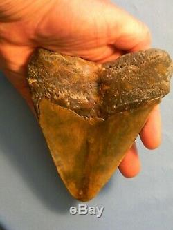 Beautiful 5 11/16 Inch Megalodon Shark Tooth Fossil