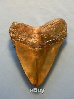 Beautiful 5 11/16 Inch Megalodon Shark Tooth Fossil