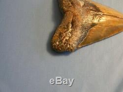 Beautiful 5 11/16 Inch Megalodon Shark Tooth Fossil