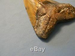 Beautiful 5 11/16 Inch Megalodon Shark Tooth Fossil