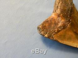 Beautiful 5 11/16 Inch Megalodon Shark Tooth Fossil