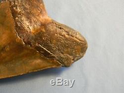 Beautiful 5 11/16 Inch Megalodon Shark Tooth Fossil