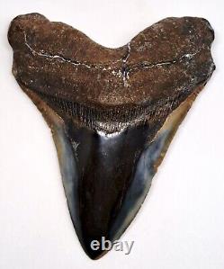 Beautiful 5.27 Polished Megalodon Shark Tooth with Nice Color