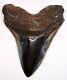 Beautiful 5.27 Polished Megalodon Shark Tooth With Nice Color