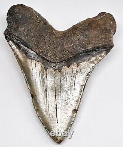Beautiful 5.27 Polished Megalodon Shark Tooth with Nice Color
