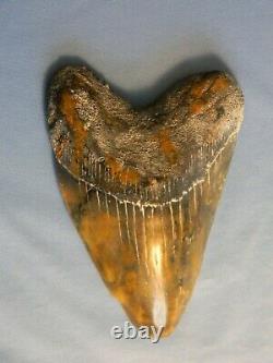 Beautiful 5 7/16 Inch Megalodon Shark Tooth Fossil